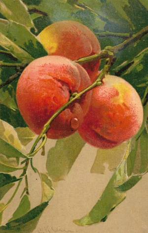 tar post vert 1 0002 capa