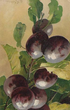 tar post vert 1 0019 capa